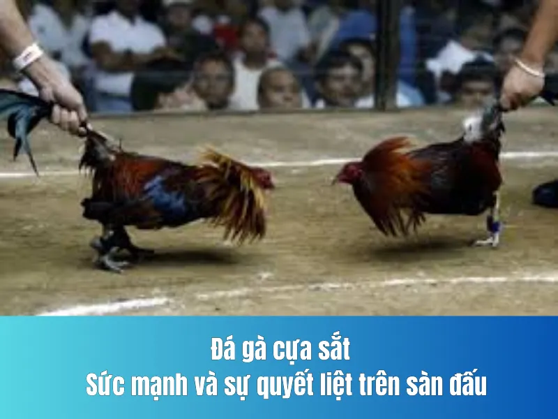 Đá gà cựa sắt