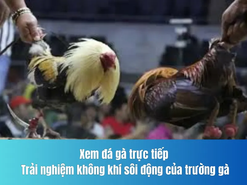đá gà trực tiếp