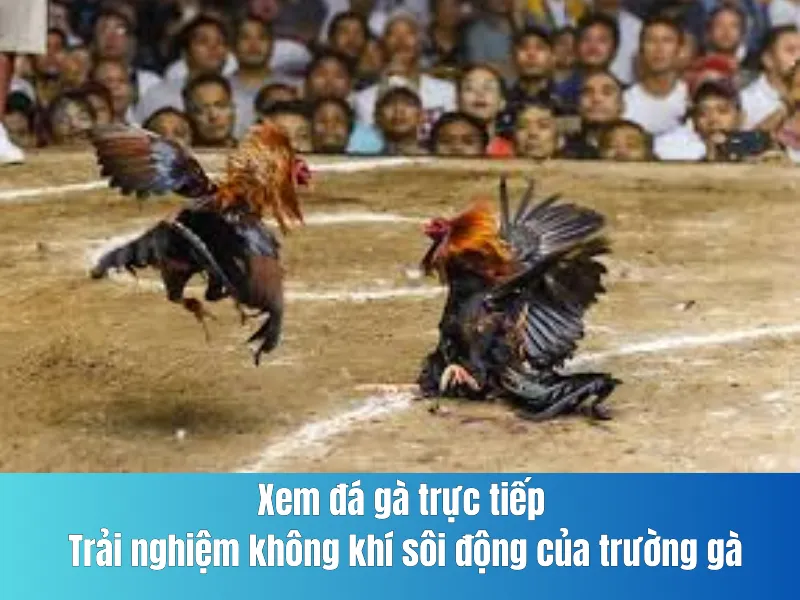 đá gà trực tiếp