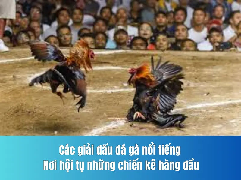 đấu đá gà
