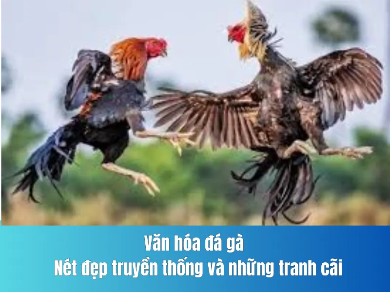 Văn hóa đá gà