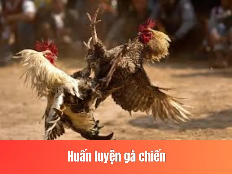 Huấn luyện gà chiến