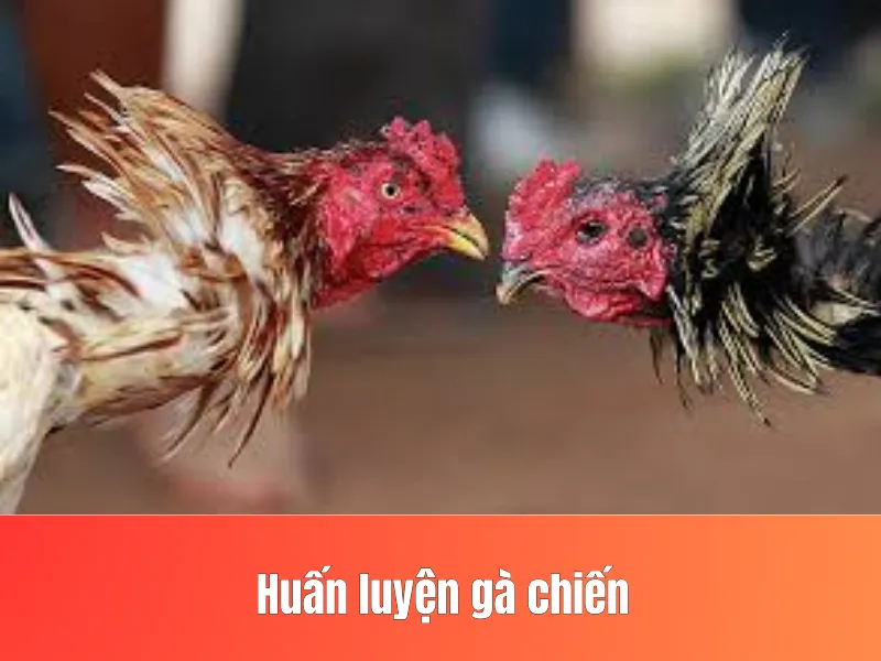 Huấn luyện gà chiến